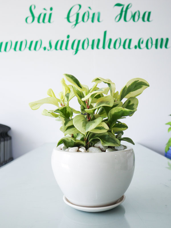 Cây Trường Sinh Cẩm Thạch Để Bàn