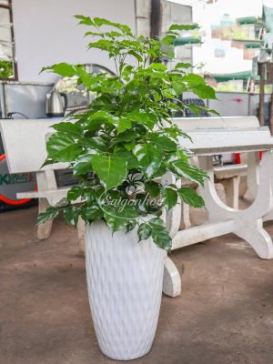 Chậu Cây Hạnh Phúc
