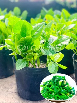Chậu Rau Mồng Tơi