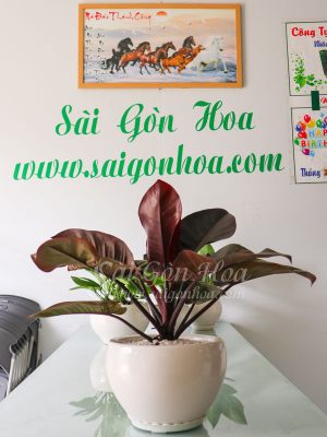 Chậu Trầu Bà Đế Vương Tím Để Bàn