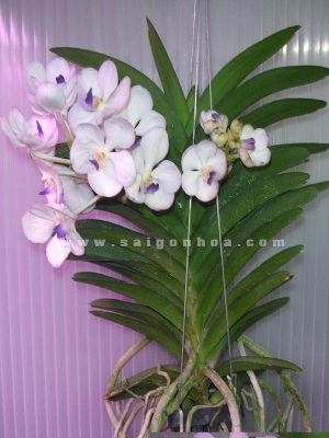 Hoa Lan Vanda Trắng