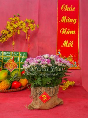 Cúc Đà Lạt Trang Trí Tết
