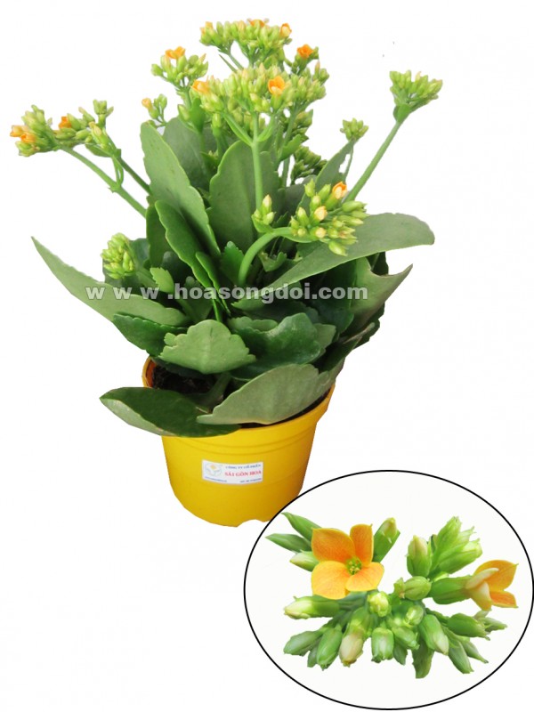 Hoa Sống Đời Đơn Màu Vàng