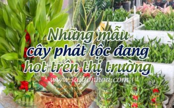 Nhung Mau Cay Phat Loc