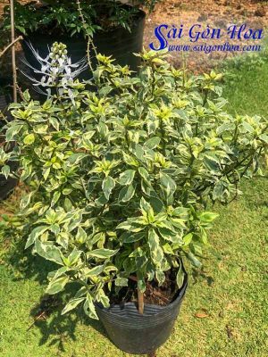 Cây Râu Mèo Cẩm Thạch