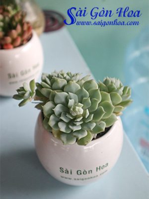 Cây Sen Đá Búp Bê Để Bàn