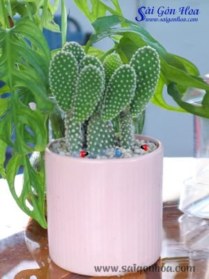 Xương Rồng Tai Thỏ Để Bàn