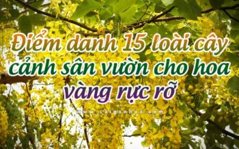 15 Loai Cay Canh Hoa Vang Ruc Ro