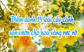 Cay Canh Cho Hoa Vang Ruc Ro