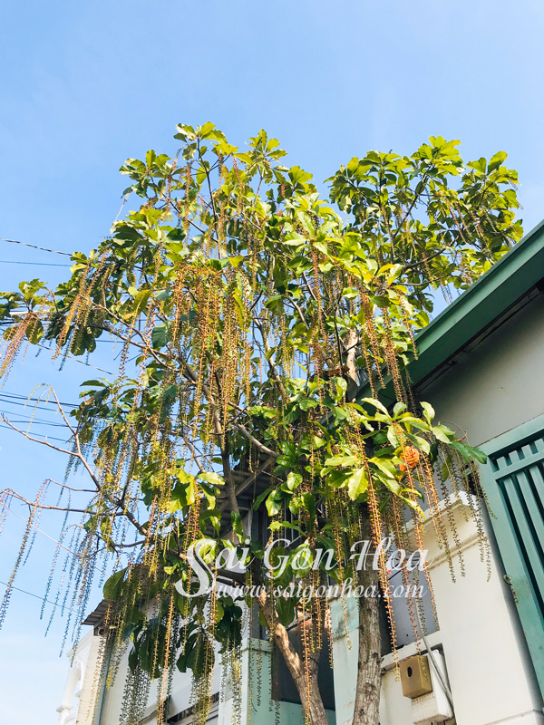 Top 5 loại cây bóng mát trồng trước nhà hợp phong thủy • Sài Gòn Hoa 2022