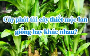 Cay Phat Tai Cay Thiet Moc Lan