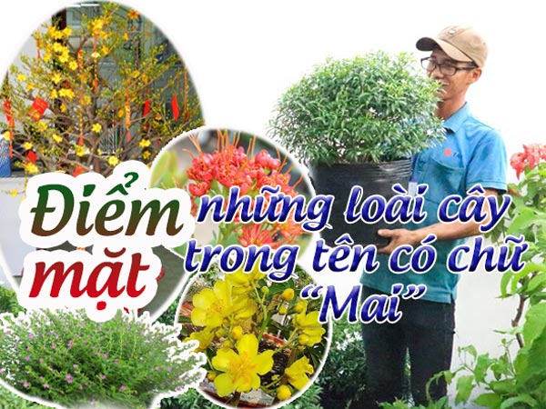 Diem Mat Loai Cay Ten Co Chu Mai