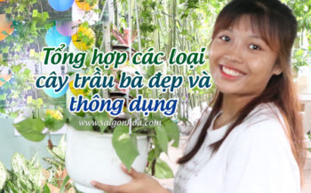 Tong Hop Cac Loai Trau Ba