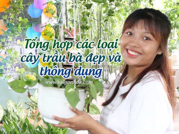 Tong Hop Cac Loai Trau Ba