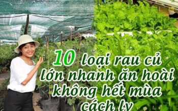 10 Loai Rau Lon Nhanh An Khong Het