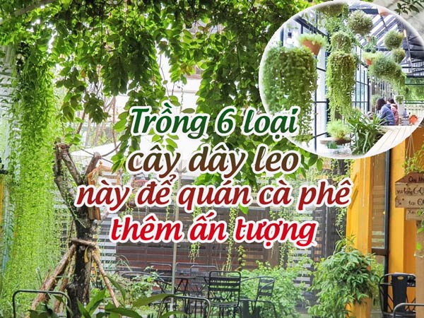 Trồng 6 Loại Cây Dây Leo Này Để Quán Cà Phê Thêm Ấn Tượng • Sài Gòn Hoa 2023
