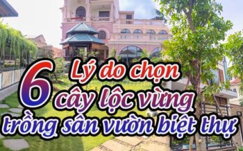 6 Ly Do Chon Cay Loc Vung