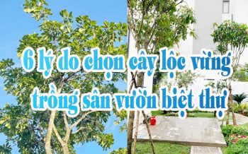 6 Ly Do Chon Cay Loc Vung Trong San Vuon Biet Thu
