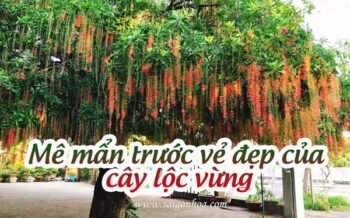 Anh Dai Dien Loc Vung