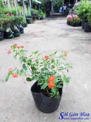 Cây Trâm Ổi Đỏ