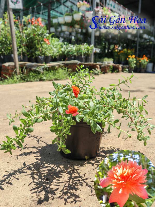 Cây Hoa Mười Giờ Tỉ Muội