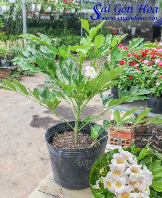 Cây Nguyệt Quế Thái