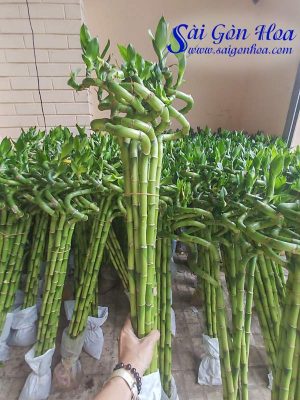 Cây Phát Lộc Xoắn 80