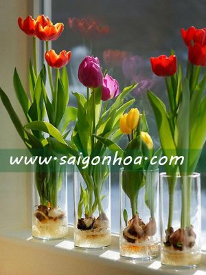 Hoa Tulip Củ Trong Nước