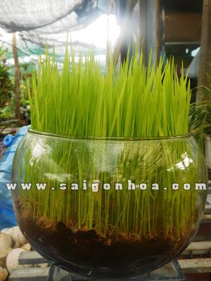 Cây Mạ Non Trong Nước