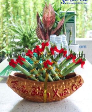 Cây Phát Lộc Thuyền Rẻ Quạt