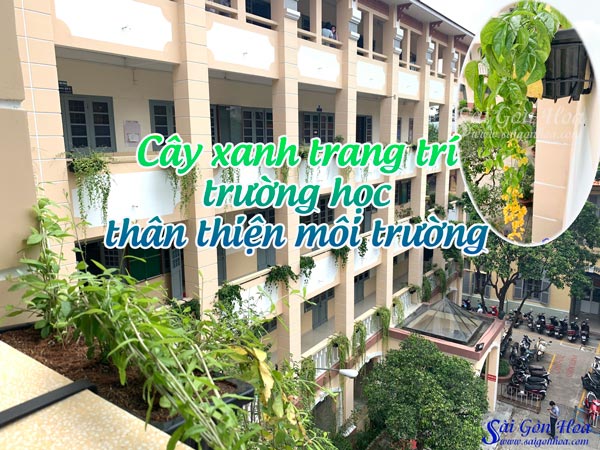 Cay Xanh Trang Tri Truong Hoc
