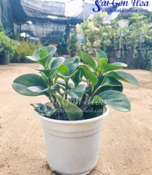 bui truong sinh xanh 1