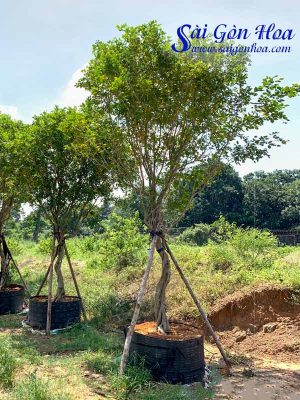 Cây Nguyệt Quế Cổ Thụ