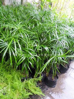 Cây Thủy Trúc - Cây Thủy Sinh