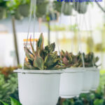 main thumbnail