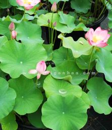 Xu hướng thiết kế đường hoa xuân- tiểu cảnh Tết