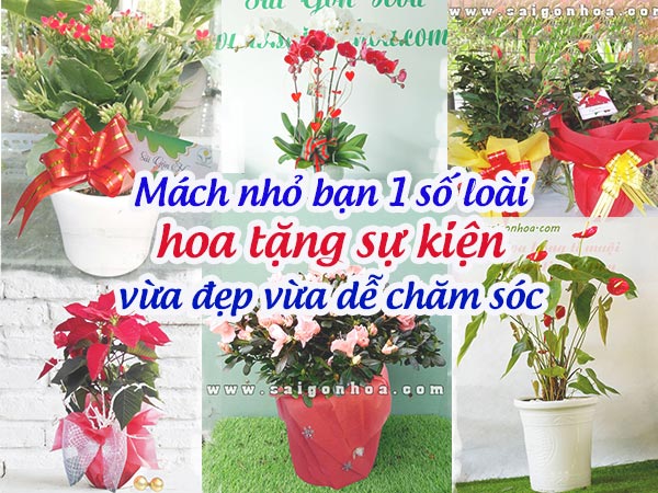 6 loài hoa tặng sự kiện vừa đẹp vừa dễ chăm sóc • Sài Gòn Hoa 2024
