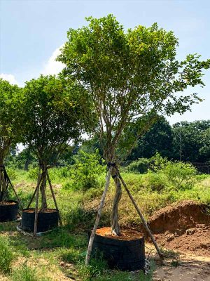 Cây Nguyệt Quế Cổ Thụ