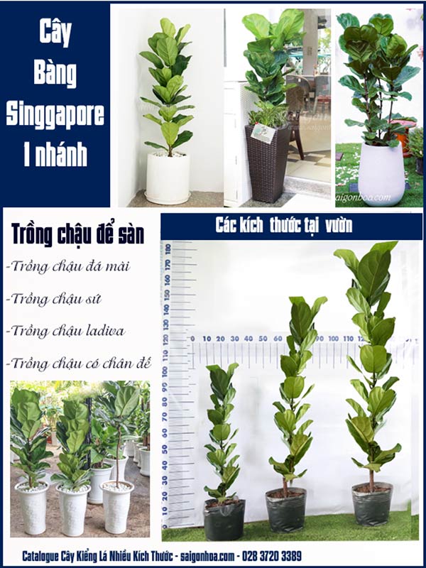 Catalogue Bang Singapore 1 Nhanh