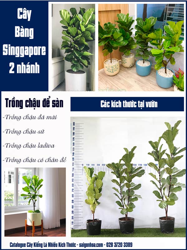 Catalogue Bang Singapore 2 Nhanh