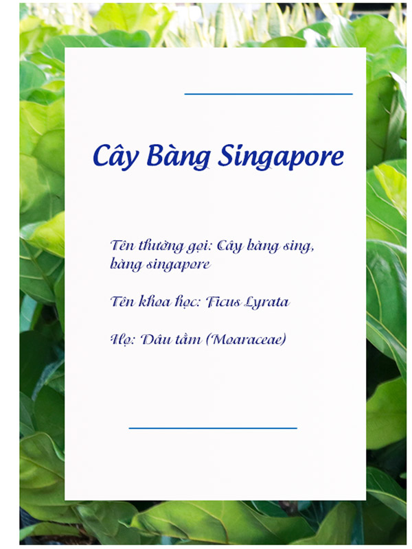 Catalogue Bang Singapore