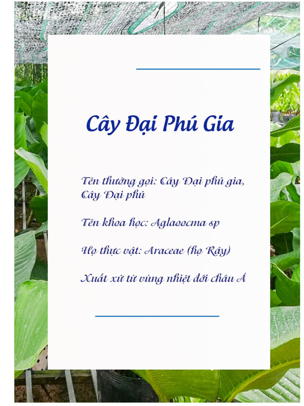 Catalogue Cay Dai Phu Gia