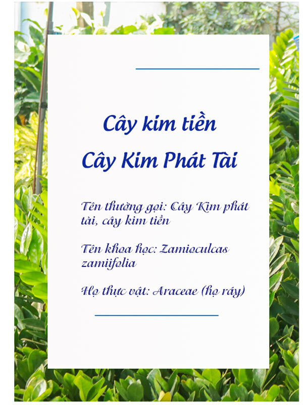 Catalogue Cay Kim Tien