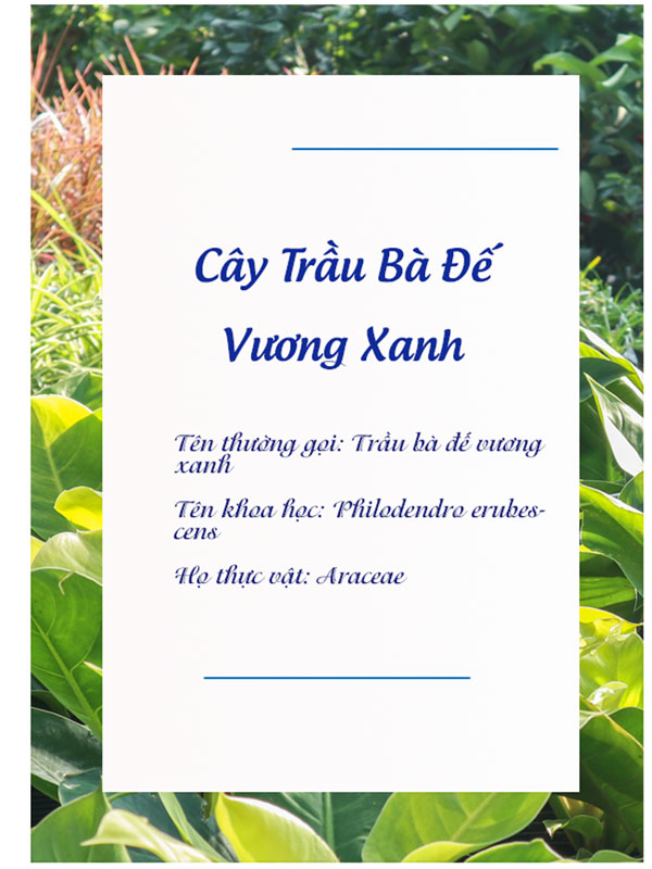 Catalogue Cay Trau Ba De Vuong