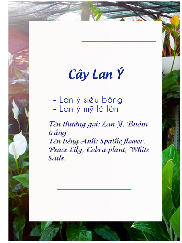 Catalogue Lan Y