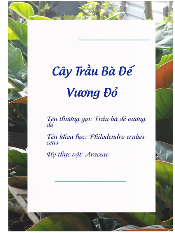 Catalogue Trau Ba De Vuong Do