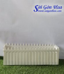 chau hang rao trang lon 1