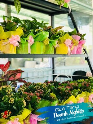 Hoa Chậu Gói Giấy Quà Tặng