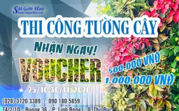 Thi Cong Tuong Cay Nhan Uu Dai