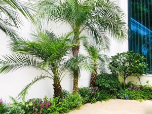 Cây Cau Nga Mi Nội Thất